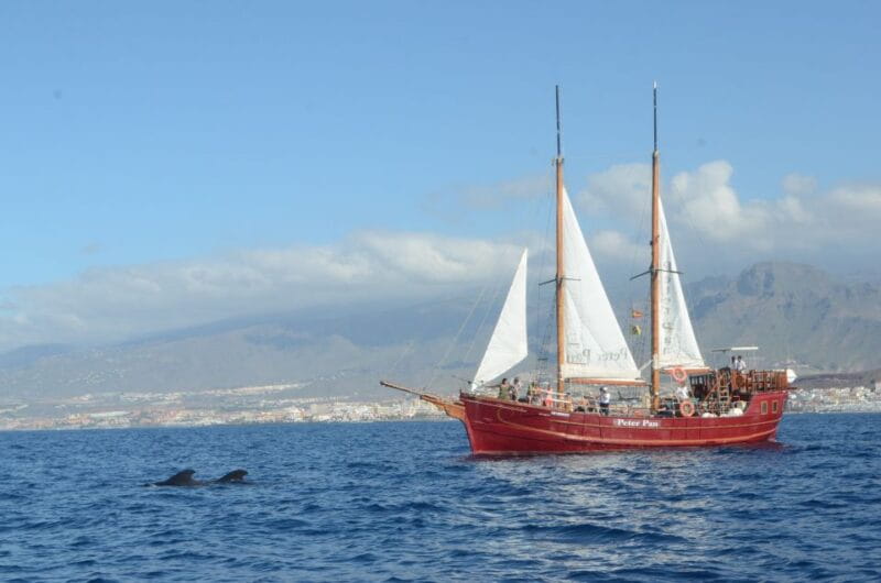 Tenerife:Respectful Whale Watching, Pirate Ship, & Swim - Setting Sail in Tenerife: An Honest Look