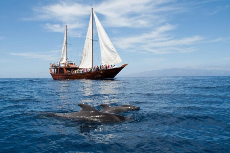 Tenerife:Respectful Whale Watching, Pirate Ship, & Swim - Who Will Love This Tour?