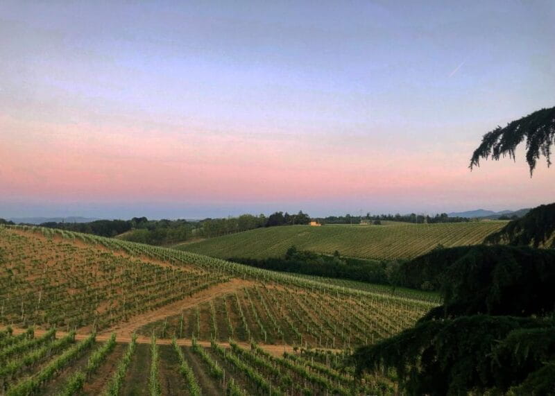 Tenuta San Lorenzo: classic wine tasting and winery tour - The wines: what makes them special