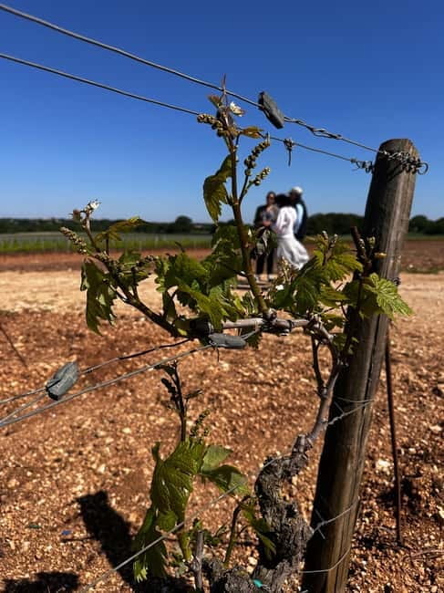 Tenute Girolamo: Winery Tour and VIP Tasting in Itria Valley - Key points / Takeaways