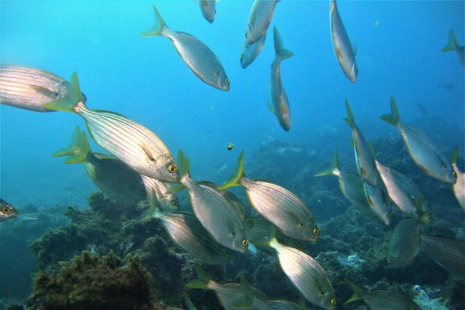 Terceira Azores: Scuba-Double dive Trip(certified Divers) - What Makes This Experience Stand Out