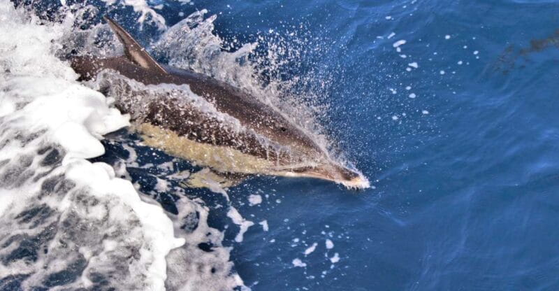 Terceira: Boat Tour and Swimming with Dolphins - Key Points / Takeaways