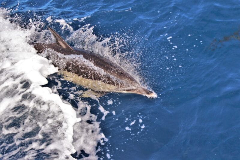 Terceira: Boat Tour and Swimming with Dolphins - Introducing the Adventure: A Close Encounter with Marine Life in the Azores