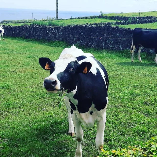 Terceira Island : Electric Bike Tour West Side - What to Expect on the Tour