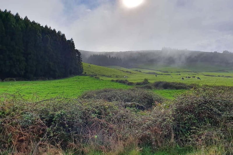 Terceira Island: Half-Day Hiking with Cheese Tasting - Who Is This Tour For?