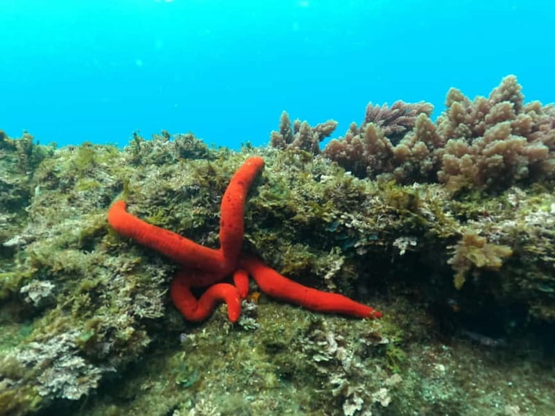 Terceira Island: Snorkeling Adventure - Key points / Takeaways