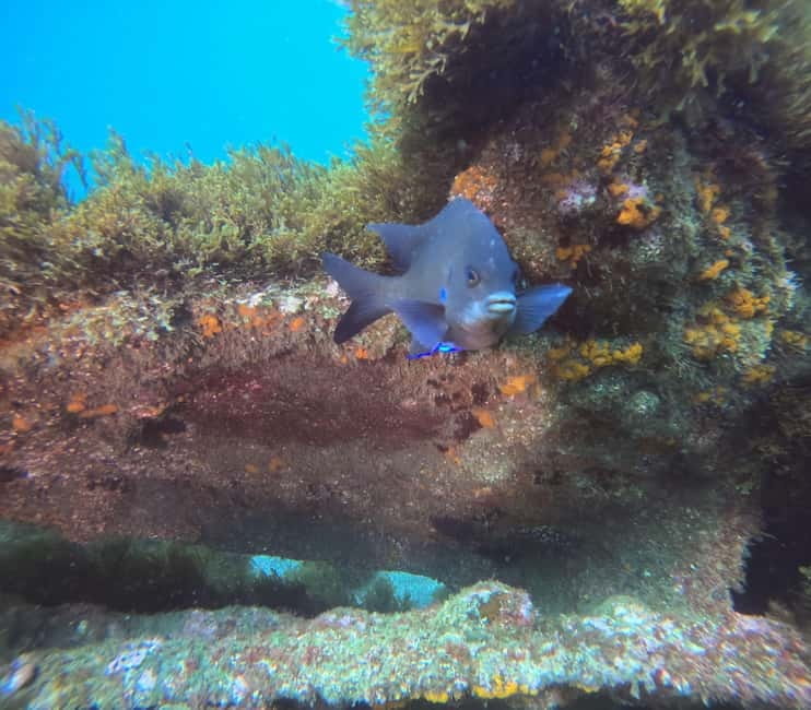 Terceira Island: Snorkeling Adventure - FAQ