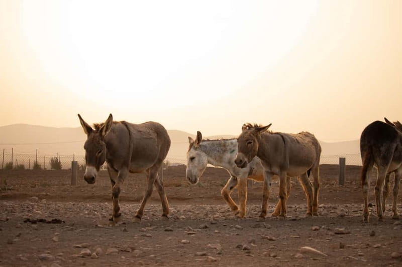 The Animal Academy - Shelter Tour - Key points / Takeaways