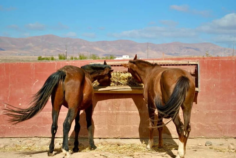 The Animal Academy - Shelter Tour - What to Expect During Your Visit