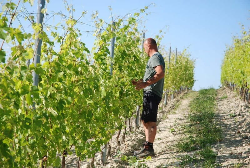 The Best of the Langhe: Wine Tasting & Traditional Meal - Key points / Takeaways