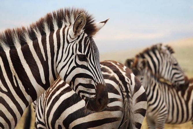 The Best Selous 1 Day Safari From Zanzibar - Included Experiences and Amenities