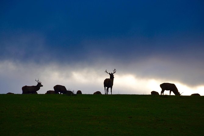 The Best Two Day Tours in Ireland: The Ring of Kerry and Dingle Slea Head Tours - Accessibility and Additional Details