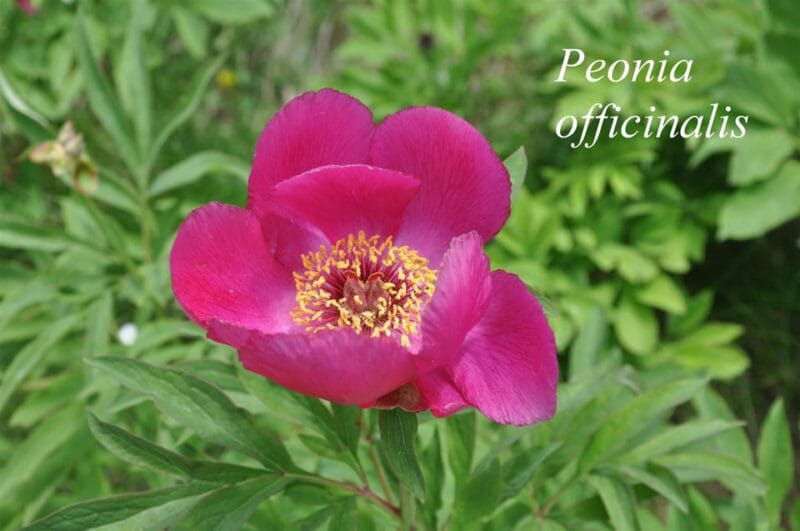 THE BOTANICAL GARDENS OF AOSTA VALLEY - Focus on Edible Plants and Photography