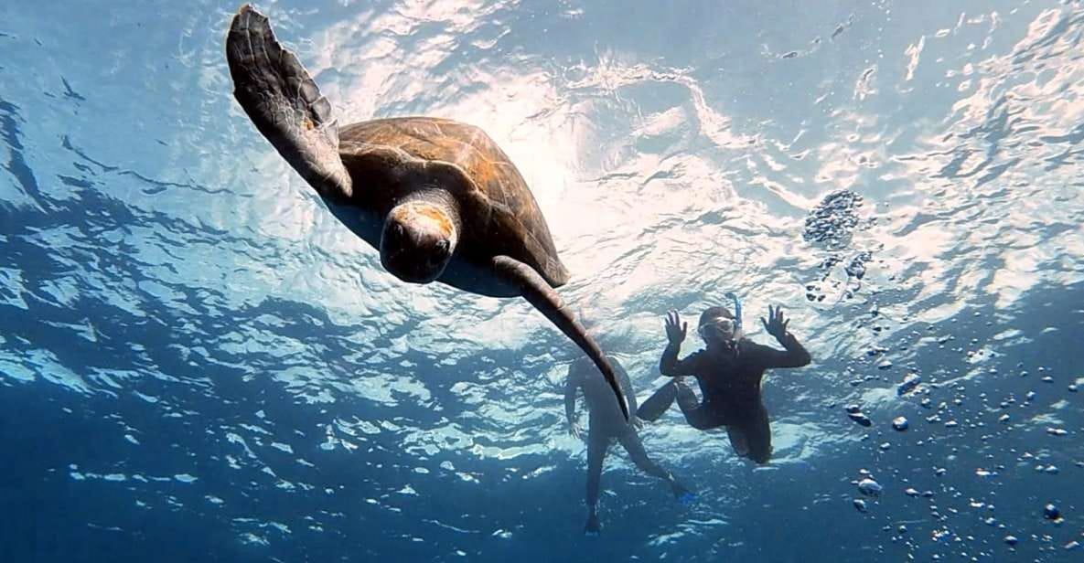 The Cookies: Tenerife Turtles and Rays Snorkeling Cruise - Guided by Marine Biologist