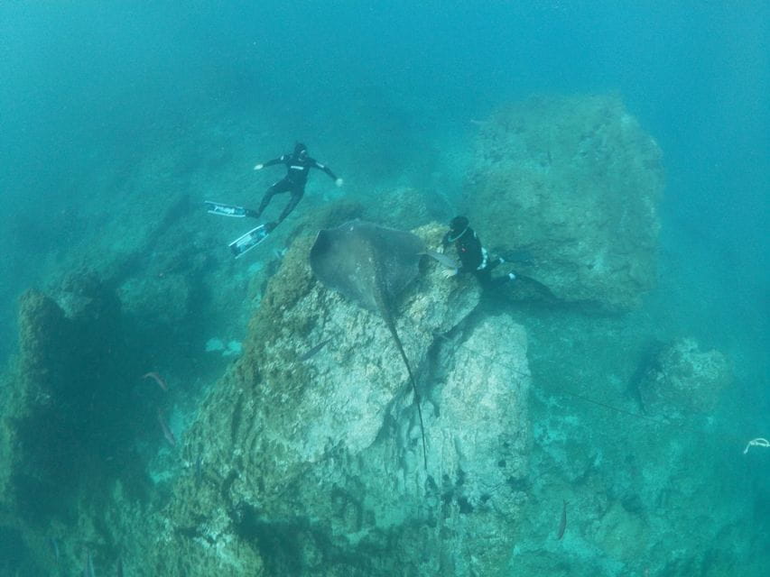 The Cookies: Tenerife Turtles and Rays Snorkeling Cruise - Educational Insights on Marine Life