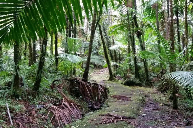 The El Yunque Rainforest Hiking Tour From San Juan - Hiking Trails and Attractions
