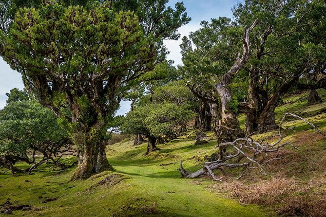 The Fanal Forest by Feeling Madeira - Key points / Takeaways