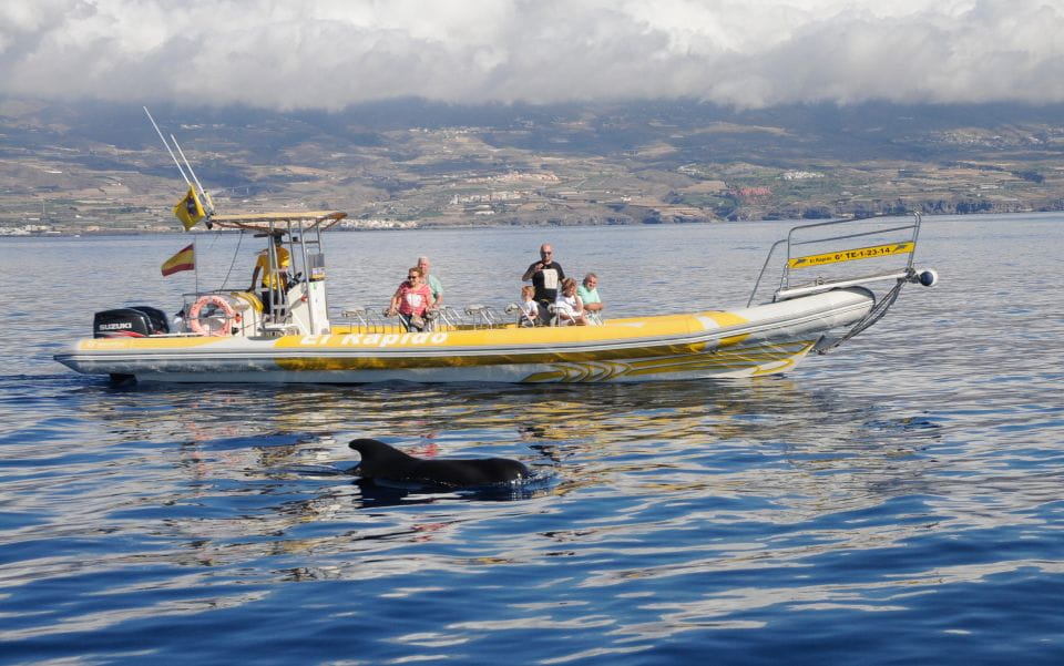 The Giants: Dolphin and Whale Watching Cruise by Speedboat - Key Points