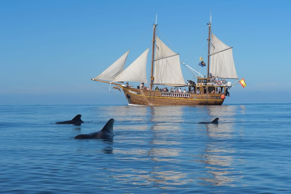 The Giants: Dolphin and Whale Watching Tour With Drinks - Experience Highlights