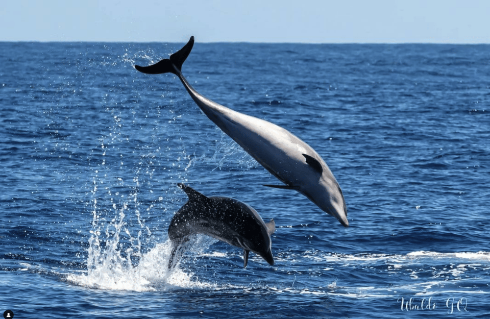 The Giants: Dolphin and Whale Watching Tour With Drinks - What to Expect