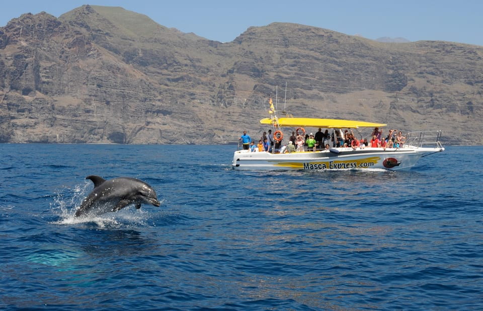 The Giants: Dolphin & Whale Watching Cruise With Swim Stop - Key Points