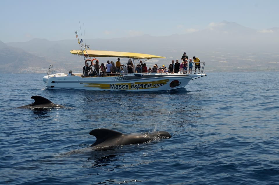 The Giants: Dolphin & Whale Watching Cruise With Swim Stop - Experience Highlights