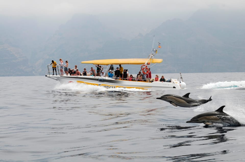 The Giants: Dolphin & Whale Watching Cruise With Swim Stop - Guest Reviews