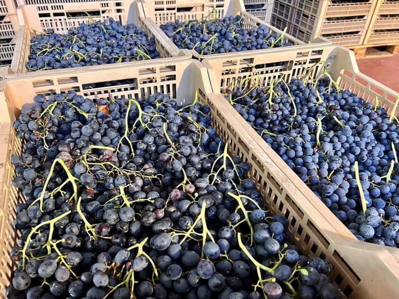 The grand tour of Amarone: 2 wineries, lunch & Amarone focus - Exploring the Heart of Valpolicella: An In-Depth Review