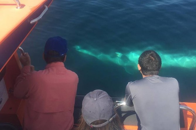 The Great Blasket Island Experience - Exploring Dingle Bay and Blasket Islands