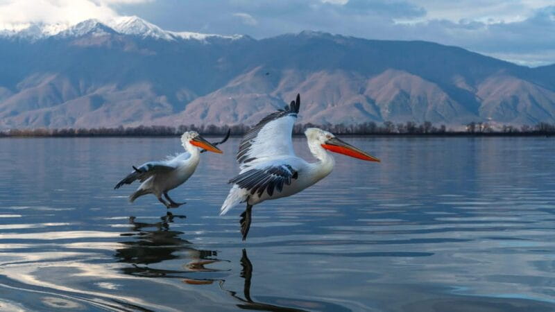 The Island of the Snakes - Golem Grad - Getting to Golem Grad: A Practical Introduction