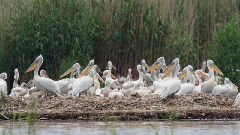 The Island of the Snakes - Golem Grad - Practical Details: Cost, Duration, and Booking