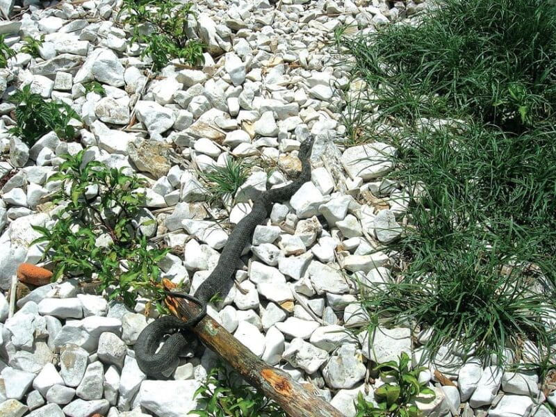 The Island of the Snakes - Golem Grad - FAQ