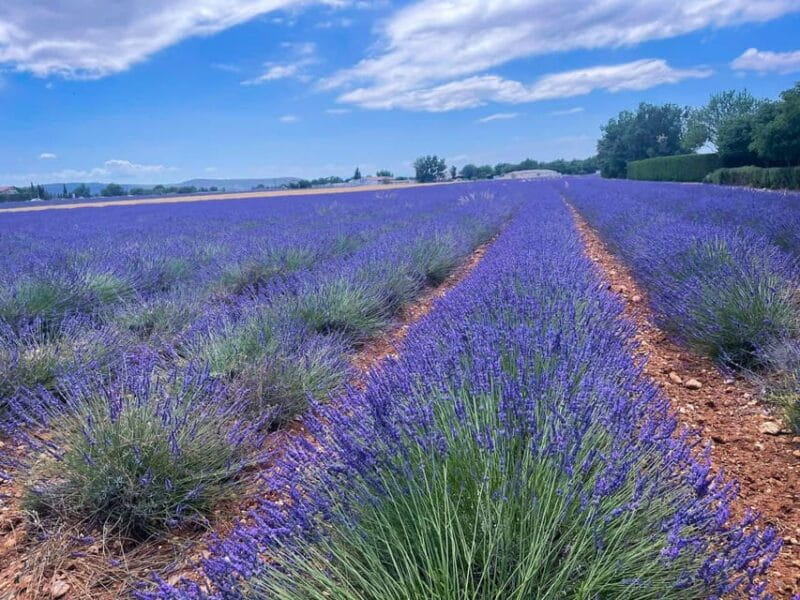 The lakeside panoramic tour: Guided electric scooter rides - Discovering Provence from a Scooter: A Practical Overview