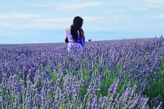 The Lavender tour from marseille or aix en provence - Key Points / Takeaways