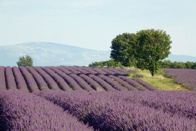 The Lavender tour from marseille or aix en provence - Price and Value: Is It Worth It?