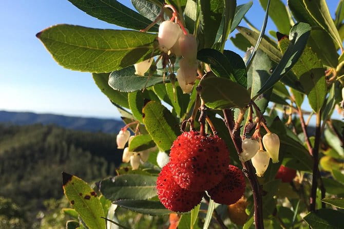 The Medronho Experience! - Key points / Takeaways