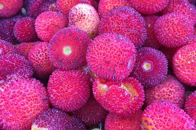 The Medronho Experience! - FAQ