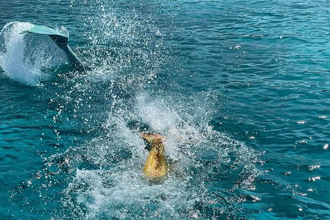 The Mermaid Cruise by Medusa Cruises  2:30-Hour Family Adventure - FAQ: Your Questions About the Mermaid Cruise Answered