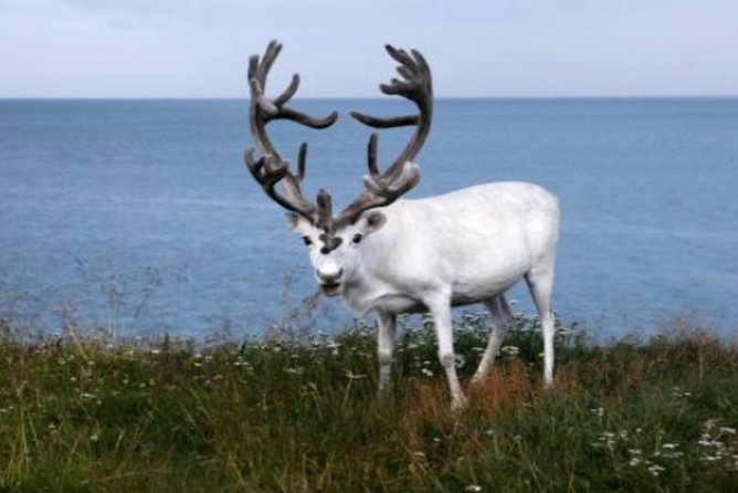 The North Cape, Reindeer and Sami Families Tour - Negative Review Highlights