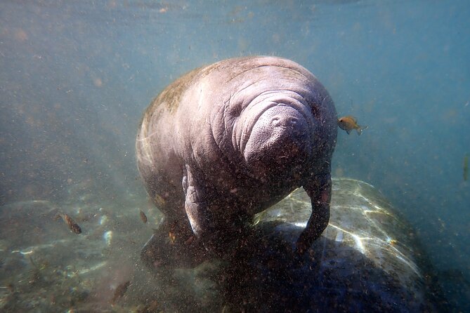 The OG Manatee Snorkel Tour With In-Water Guide/Photographer - Wildlife Interaction and Experience
