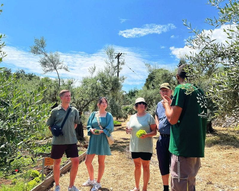 The Olive Oil Experience @ Lefkada Micro Farm - Key points / Takeaways