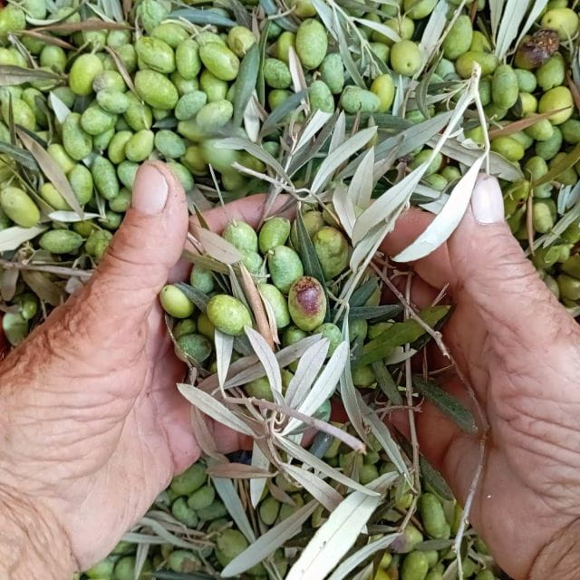The Olive Oil Experience @ Lefkada Micro Farm - What’s Included and Practical Details