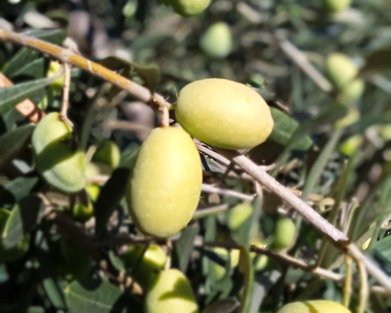 The Olive Oil Experience @ Lefkada Micro Farm - Final Thoughts