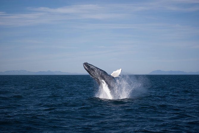 The Original Classic Whale Watching From Reykjavik - Group Size