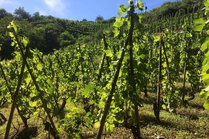 The Original Syrah Wine Tour (2:00 pm - 6:30 pm) - Small Group Tour from Lyon - Final Thoughts: Is It Worth It?