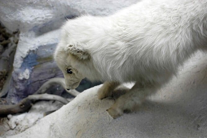 The Paris of the North: A Self-Guided Walking Tour of Tromsø - Key points / Takeaways