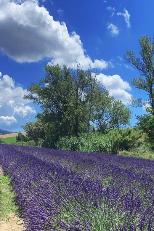 The Tuscan lavender field - The Practicalities: What’s Included and What’s Not