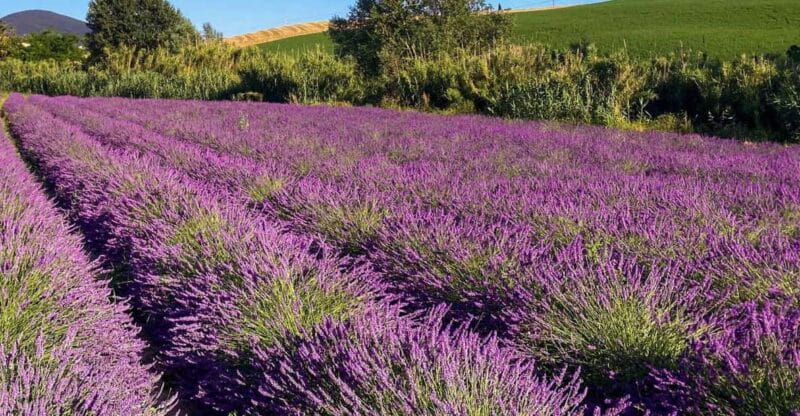 The Tuscan lavender field - Who Will Love This Tour?