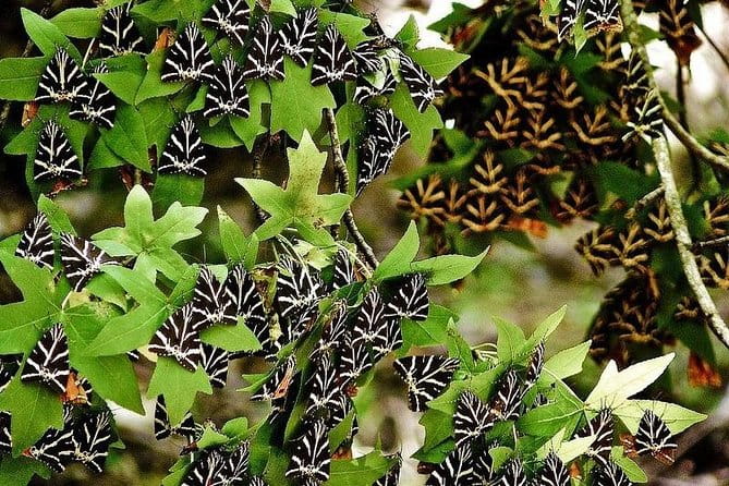 The Valley of Butterflies and Halki Day Tour - Exploring Rhodes’ Natural and Cultural Highlights