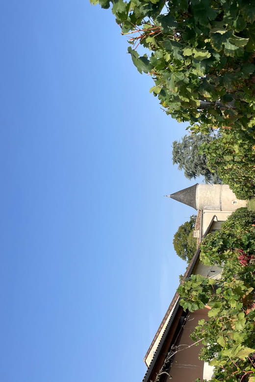 The vertical at Château Cruzeau - Who Will Love This Experience?